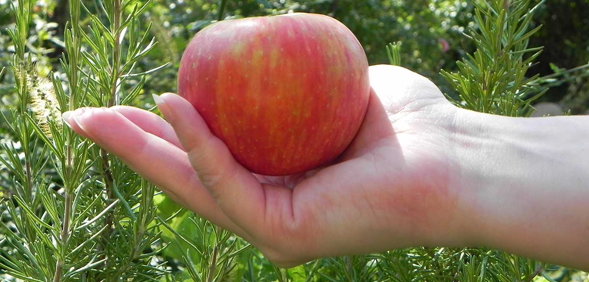 vorteile apfel